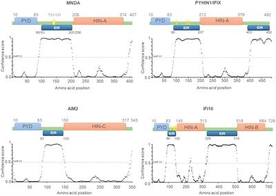 MNDA, a PYHIN factor involved in transcriptional regulation and apoptosis control in leukocytes